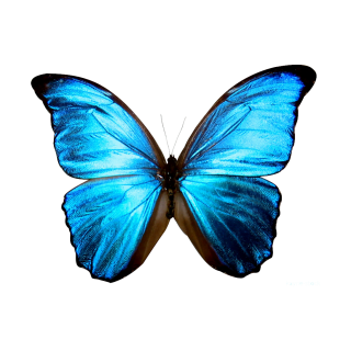 Featured image of post Glowing Butterfly Background Png Format Picsart Butterfly Png : In the life cycle of a butterfly, it.