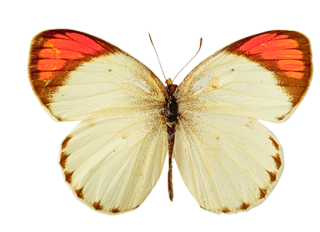 Download For Free Butterfly Png In High Resolution PNG images