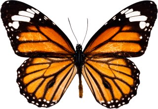 Butterfly Download Images Png Free PNG images