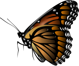 Images Free Download Butterfly PNG images