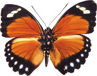 Butterfly Clipart Download Png PNG images