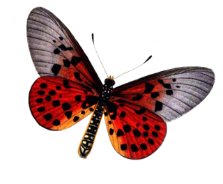 Free Download Of Butterfly Icon Clipart PNG images