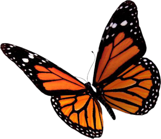 Butterfly PNG, Butterfly Transparent Background - FreeIconsPNG