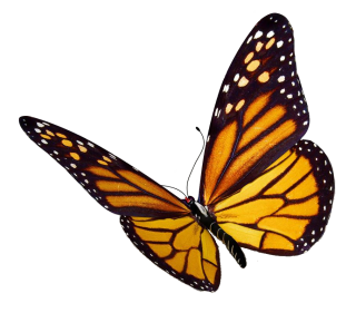 Monarch Butterfly Png PNG images