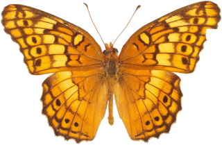 Yellow Butterfly Png PNG images