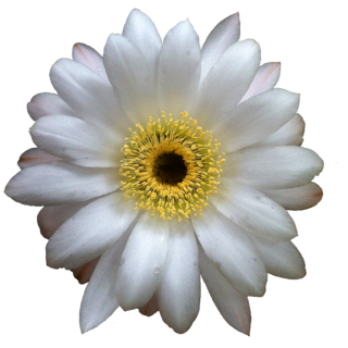 Cactus Flower Png PNG images