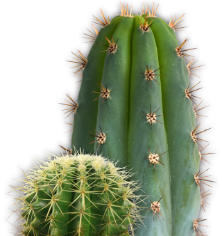Hd Png Cactus Transparent Background PNG images