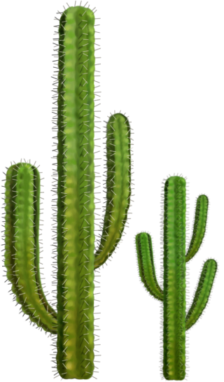 Png Cactus Designs PNG images