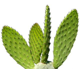 Download Free High-quality Cactus Png Transparent Images PNG images