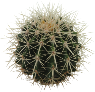 High Resolution Cactus Png Clipart PNG images