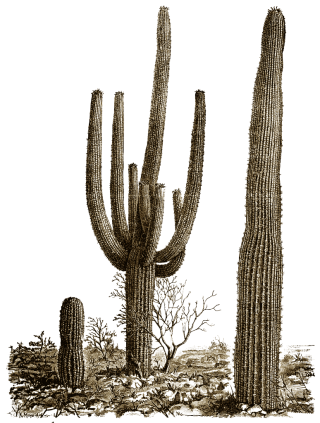 Cactus Best Images Clipart Free PNG images