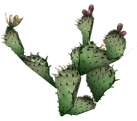 Png Format Images Of Cactus PNG images