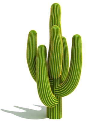 Cactus, Branco, Desenho png transparente grátis