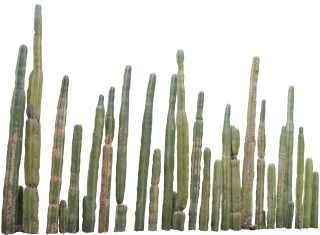 Transparent Cactus Background PNG images