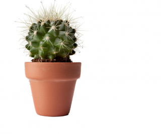 Icon Download Cactus PNG images