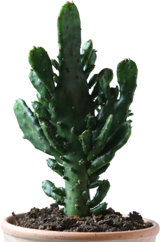 Clipart Png Download Cactus PNG images