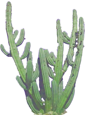 Cactus Clipart Transparent Background - Cactos Png, Png Download -  3558x8000 PNG 