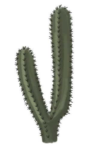 PNG File Cactus PNG images