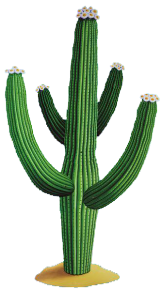 Cactus Free Png Download Vector PNG images