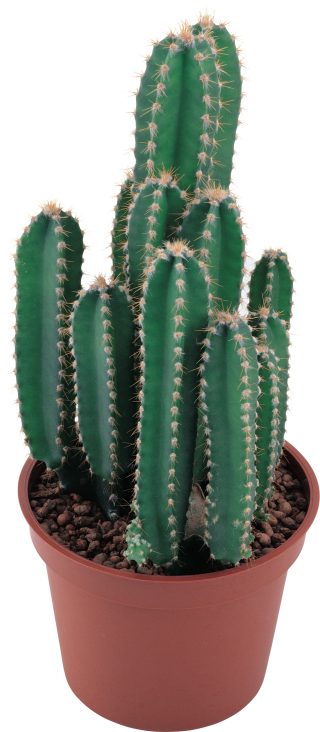 Cactus In Png PNG images