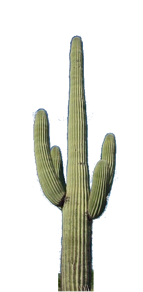 Cactus Icon Download Free Vectors PNG images