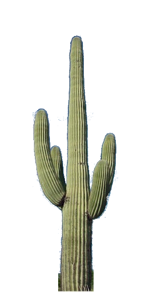 Cactus Transparent PNG Clip Art Image​