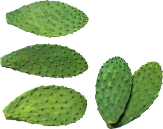 Cactus Background PNG images