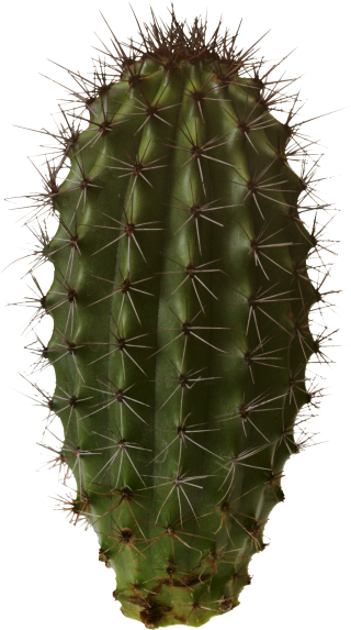 Collection Cactus Png Clipart PNG images