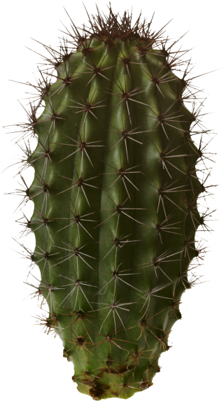 Cactus png images