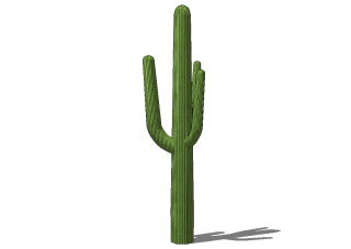 Cactus PNGs for Free Download