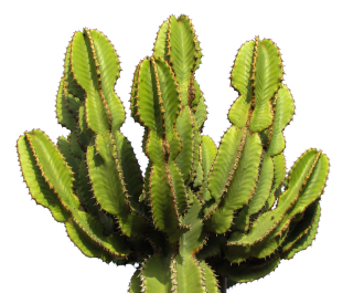 Cactus Png Images PNG images