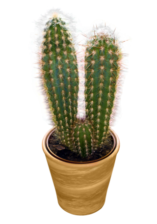 Images Free Cactus Download Png PNG images
