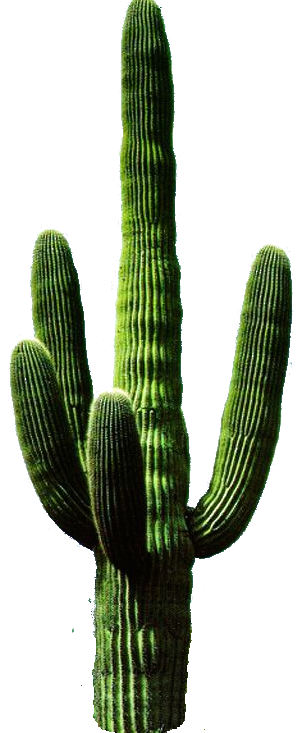 Png Clipart Collection Cactus PNG images