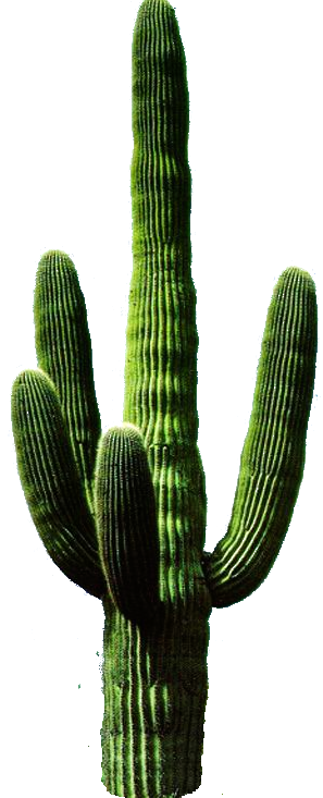 Cactus Transparent PNG Clip Art Image​