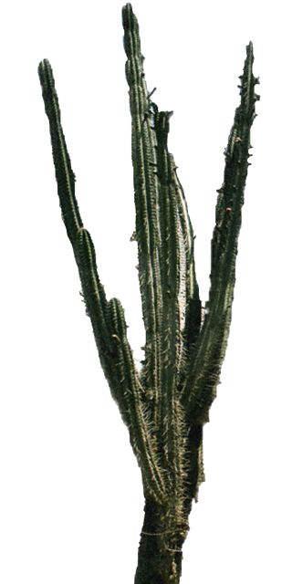 Download Free High-quality Cactus Png Transparent Images PNG images