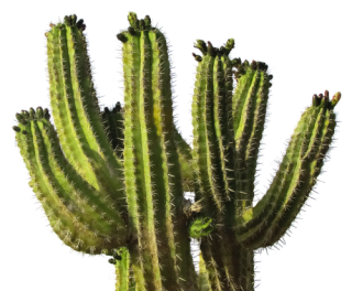 Download And Use Cactus Png Clipart PNG images