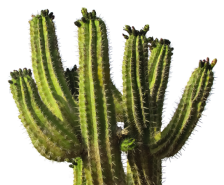 Cactus Clipart Transparent Background - Cactos Png, Png Download -  3558x8000 PNG 