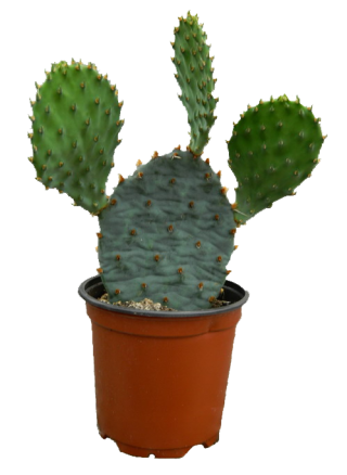 Cactus Transparent Png PNG images