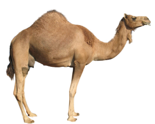 Best Free Camel Png Image PNG images