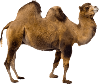 Free Camel Download Images Png PNG images