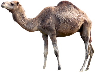 Free Download Of Camel Icon Clipart PNG images