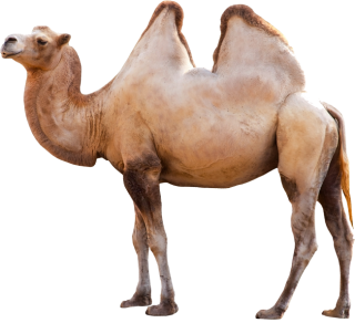 Image Camel Transparent PNG PNG images