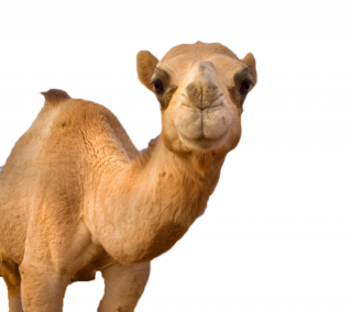 High Resolution Camel Png Icon PNG images