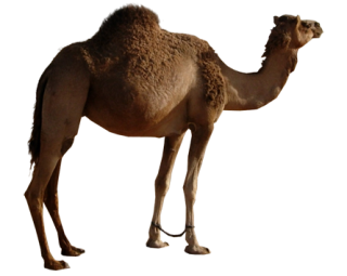 Download Camel Latest Version 2018 PNG images