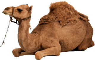 Clipart Png Download Camel PNG images