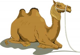 Download Free Camel Images PNG images