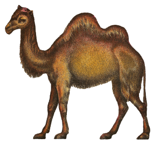 Png Camel Vector PNG images