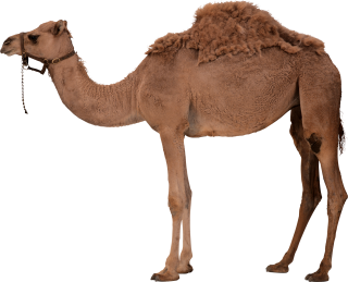 Png Camel Vector PNG images