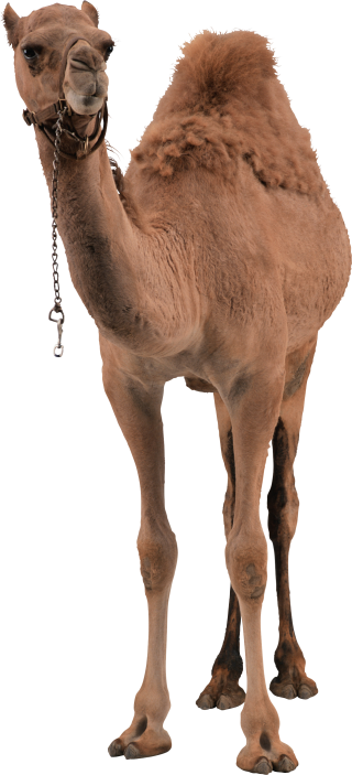 Camel Png Photo Transparent PNG images