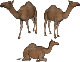 Camel Png Photo Transparent PNG images